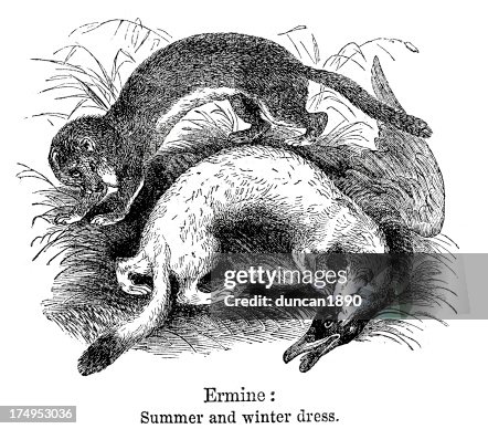 Ermine Ermine