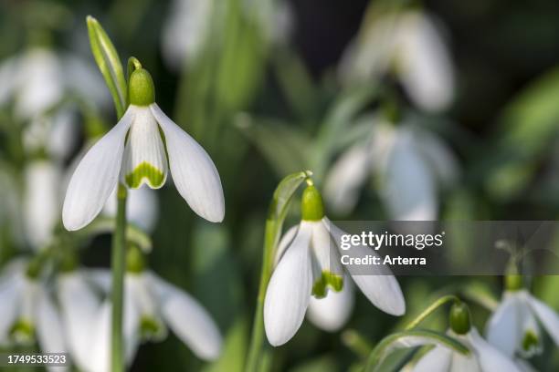 Common snowdrops white flowers blooming in forest in winter.