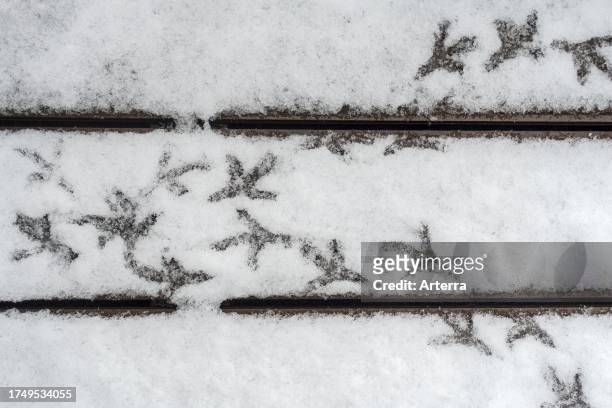Pigeon footsteps on snow covered terrace in early spring during snowfall.