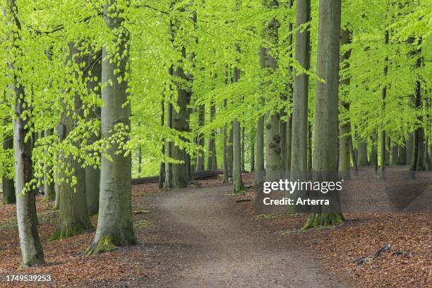 Path winding through forest with European beech trees showing fresh green foliage in spring.
