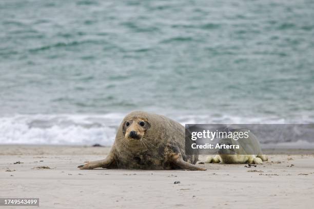 Grey seal. Gray seal cow. Female resting with pup on sandy beach along the North Sea coast in winter.