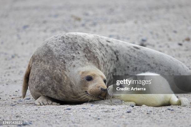 Grey seal. Gray seal cow. Female sniffing pup on sandy beach along the North Sea coast in winter.