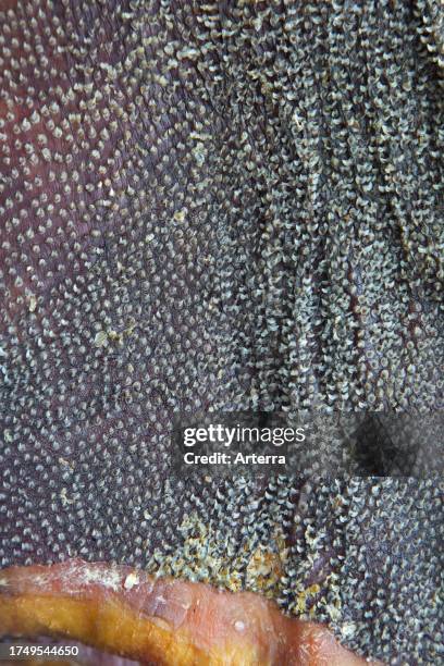 Close-up of fermented Greenland shark meat, showing the rough skin covered in cone shaped dermal denticles.