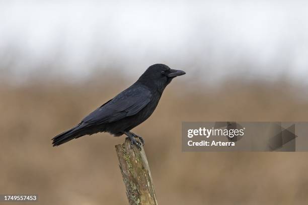 Carrion crow perched on wooden fence post in winter.