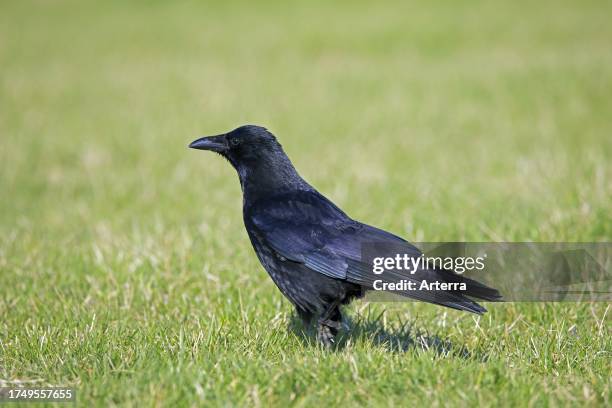 Carrion crow foraging on garden lawn.