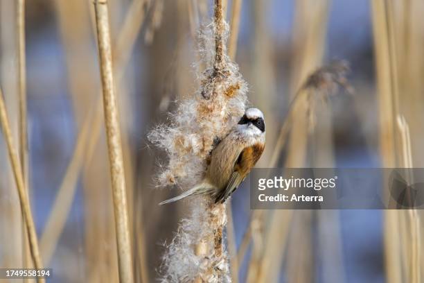 Eurasian. European penduline tit looking for insects in seedhead of broadleaf cattail. Common bulrush in reedbed in winter.