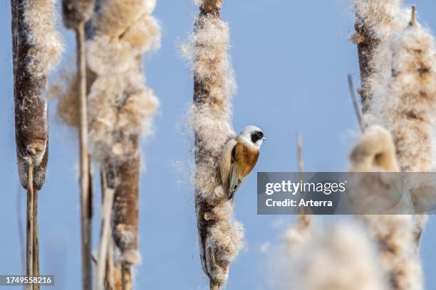 Eurasian. European penduline tit looking for insects in seedhead of broadleaf cattail. Common bulrush in reedbed in winter.