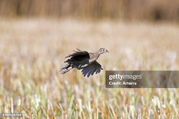 Common pheasant. Ring-necked pheasant female. Hen flying over stubble field in summer.