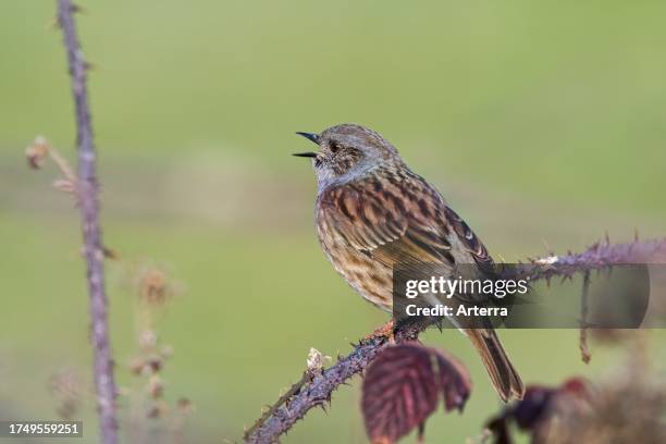 Dunnock perched in thorny blackberry bush and calling.