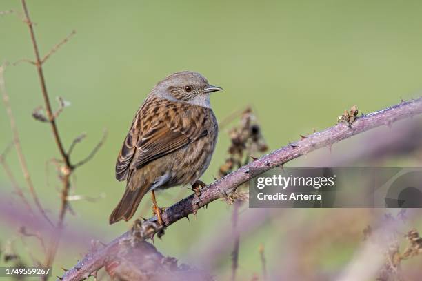 Dunnock perched in thorny blackberry bush.