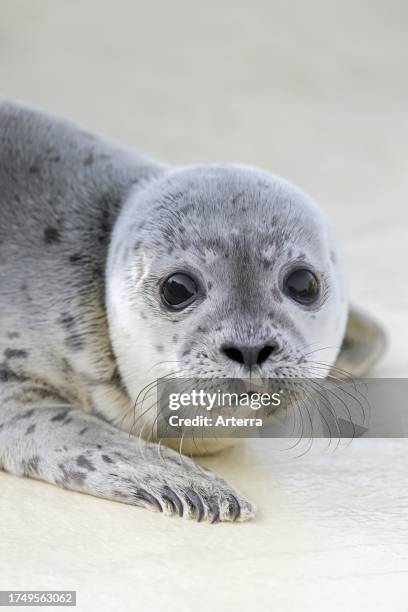 Orphaned common seal. Harbour seal orphan pup at the Friedrichskoog Seal Station at Dithmarschen, Schleswig-Holstein, Germany.