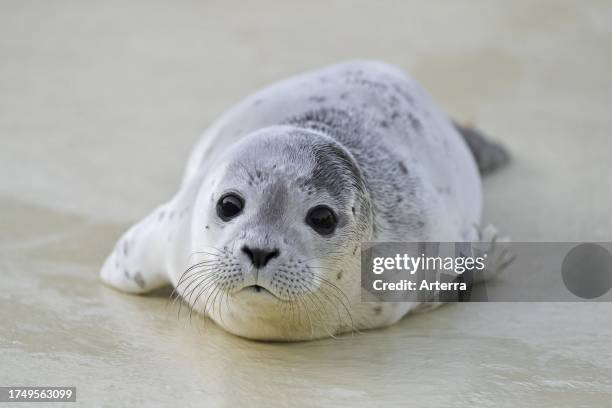 Orphaned common seal. Harbour seal orphan pup at the Friedrichskoog Seal Station at Dithmarschen, Schleswig-Holstein, Germany.