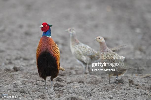 Common pheasant. Ring-necked pheasant hens. Females in camouflage colors and contrasting cock. Male in bright colours .