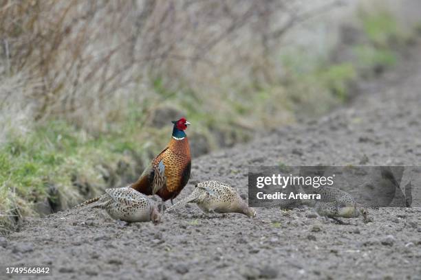 Common pheasant. Ring-necked pheasant cock. Male with three hens. Females foraging on farmland. Field in spring.