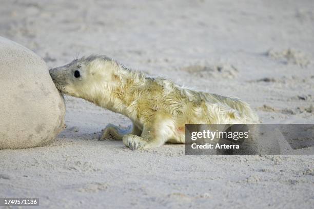 Grey seal. Gray seal cow. Female suckling. Nursing newborn pup lying on sandy beach along the North Sea coast in winter.