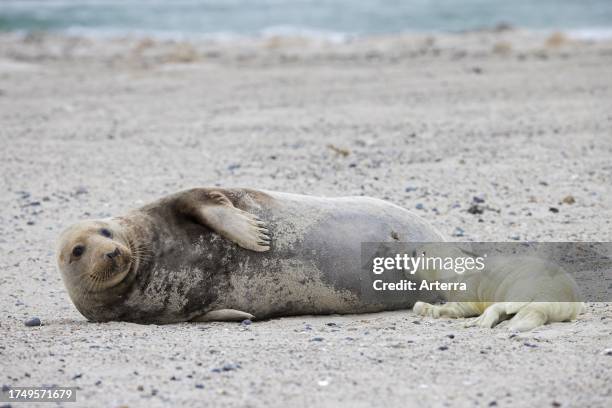 Grey seal. Gray seal cow. Female suckling. Nursing pup lying on sandy beach along the North Sea coast in winter.