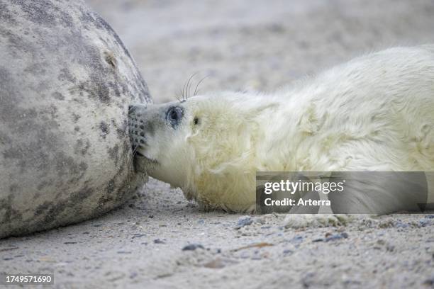 Grey seal. Gray seal cow. Female suckling. Nursing pup lying on sandy beach along the North Sea coast in winter.