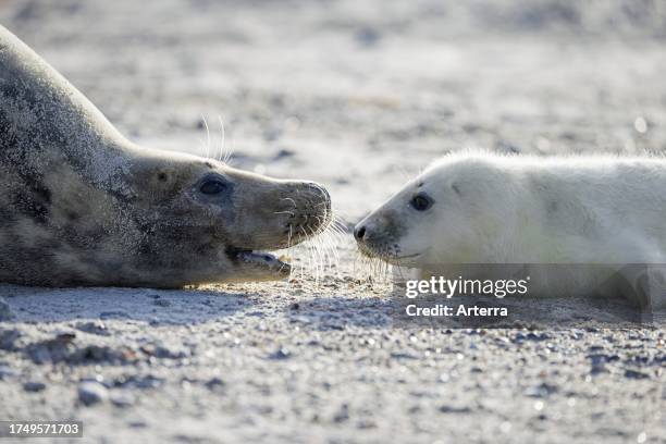 Grey seal. Gray seal cow. Female resting with pup on sandy beach along the North Sea coast in winter.