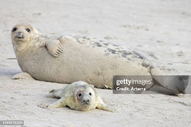 Grey seal. Gray seal cow. Female resting with newborn pup on sandy beach along the North Sea coast in winter.