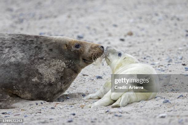 Grey seal. Gray seal cow. Female sniffing pup on sandy beach along the North Sea coast in winter.