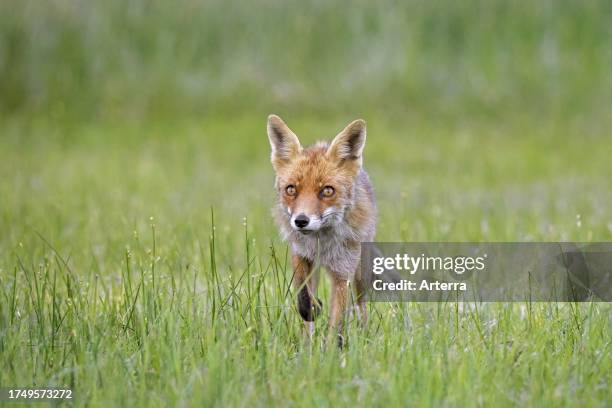 Solitary red fox hunting. Foraging in meadow in summer.