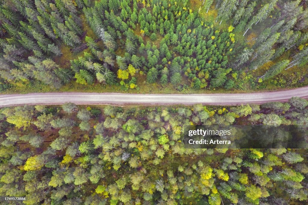 Aerial view over coniferous trees and desolate dirt road running through spruce forest in autumn. fall, Dalarna, Sweden, Scandinavia
