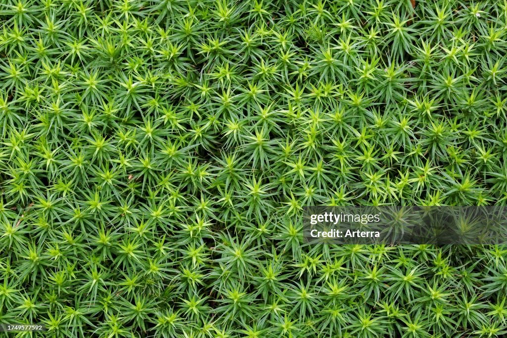 Bank haircap moss. hair moss (Polytrichum formosum. Polytrichastrum formosum) close-up in spring