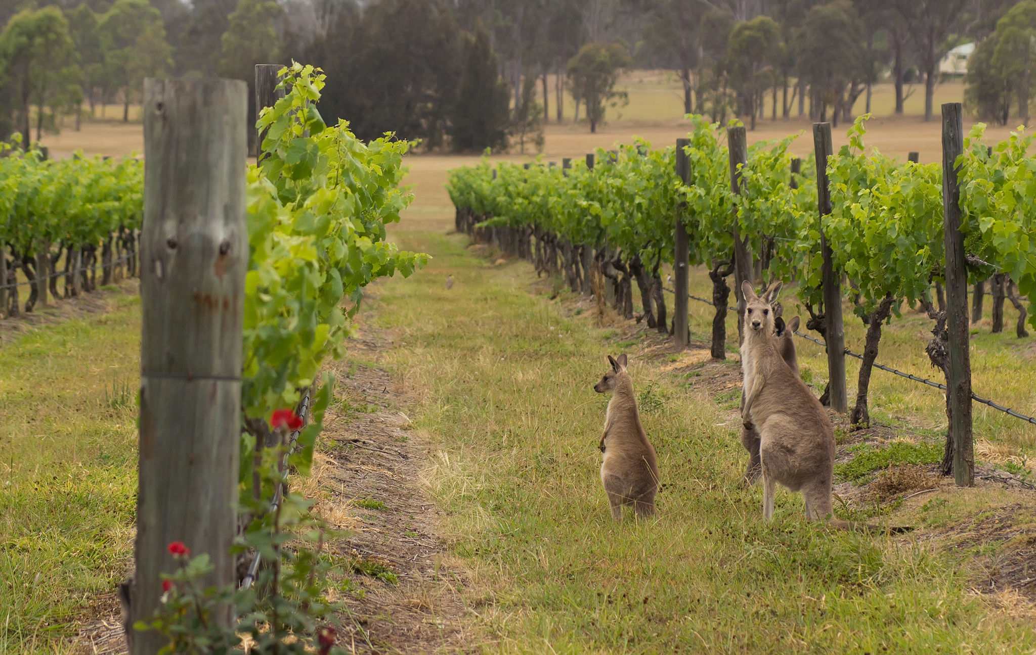 hunter valley vineyard