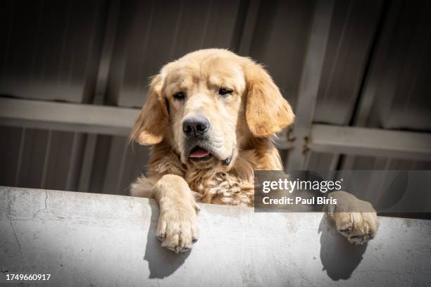golden retriver at balcony looking at city view wishing to go for walk outside - labrador dorado fotografías e imágenes de stock