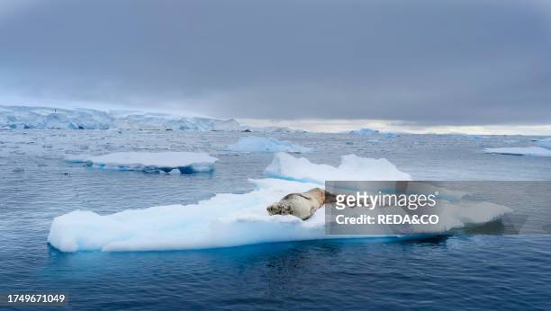 Leopard Seal on ice floe in Fournier Bay close to Anver island in Palmer Archipelago. Antarctica, February.
