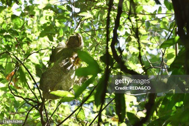 Three-toed sloth perched on branches. Forest in the marine area of Manuel Antonio National Park in Costa Rica, Central America.