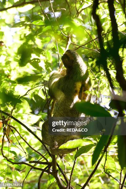 Three-toed sloth perched on branches. Forest in the marine area of Manuel Antonio National Park in Costa Rica, Central America.