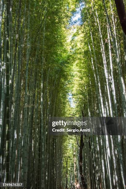 sagano bamboo forest - sagano stock pictures, royalty-free photos & images