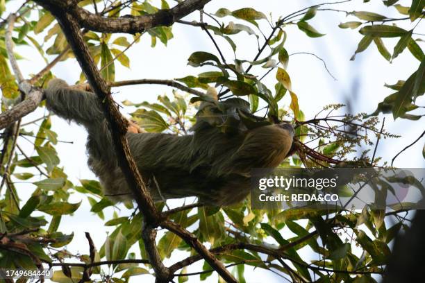 Two-toed sloth perched on branches near the forest of Cahuita National Park, overlooking the Caribbean Sea, Costa Rica..