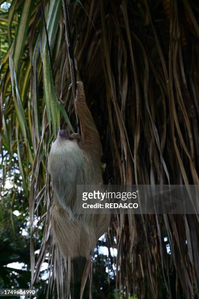 Two-toed sloth perched on branches near the forest of Cahuita National Park, overlooking the Caribbean Sea, Costa Rica..