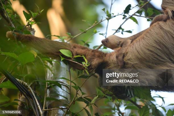 Two-toed sloth with its baby perched on branches. The forest of Cahuita National Park, overlooking the Caribbean Sea, Costa Rica..