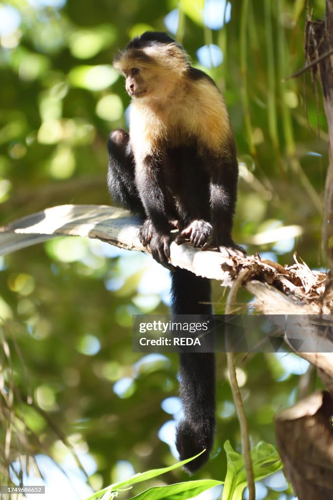 A white faced capuchin (cebus capucinus) in the forest of Cahuita National Park, overlooking the Caribbean Sea, Costa Rica