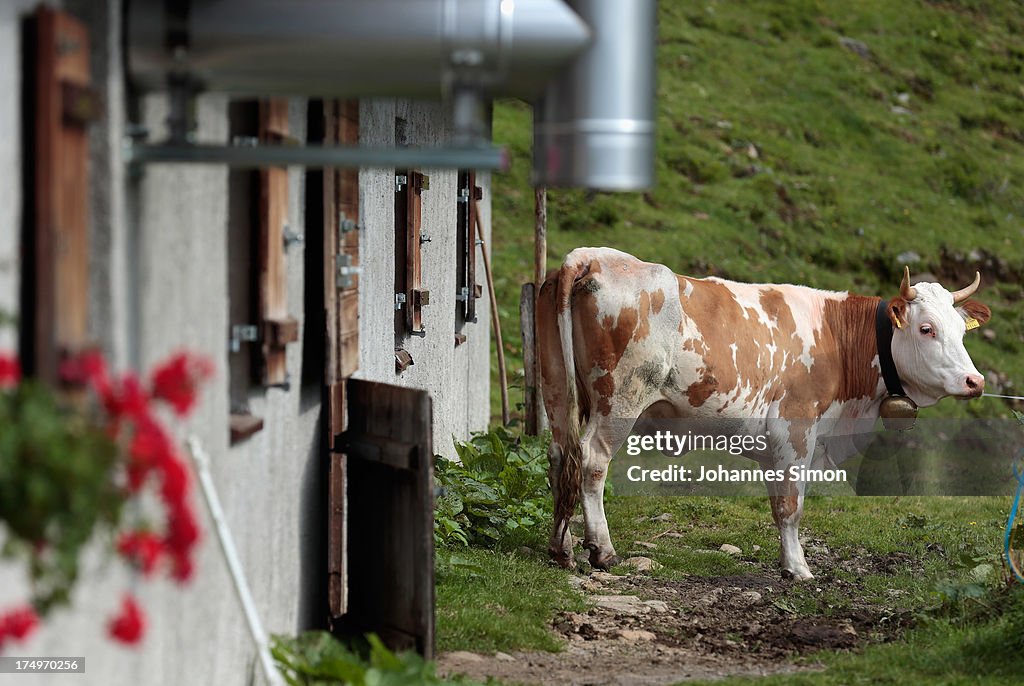 Alm Tradition Continues In The Tyrolean Alps