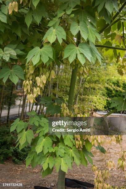 Bomb Tree 10,492 Ww2 Japanese Surrender Stock Photos, High-Res Pictures, and ...