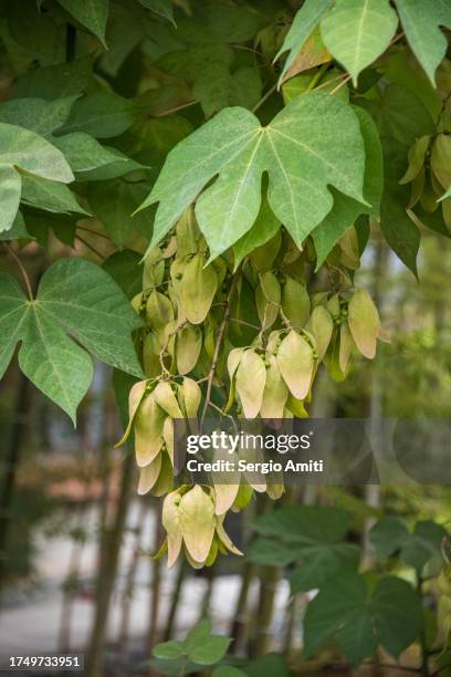 Bomb Tree 26,061 Wwii Japanese Image Stock Photos, High-Res Pictures, and Images ...