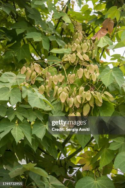 Bomb Tree 7,930 Atomic Bombing Of Hiroshima Stock Photos, High-Res Pictures, and ...