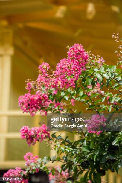 lagerstroemia indica - crape myrtle stock-fotos und bilder