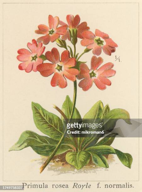 old chromolithograph illustration of botany, rosy primrose (primula rosea) a flowering plant species in the genus primula, native to the himalayas - primula stock pictures, royalty-free photos & images