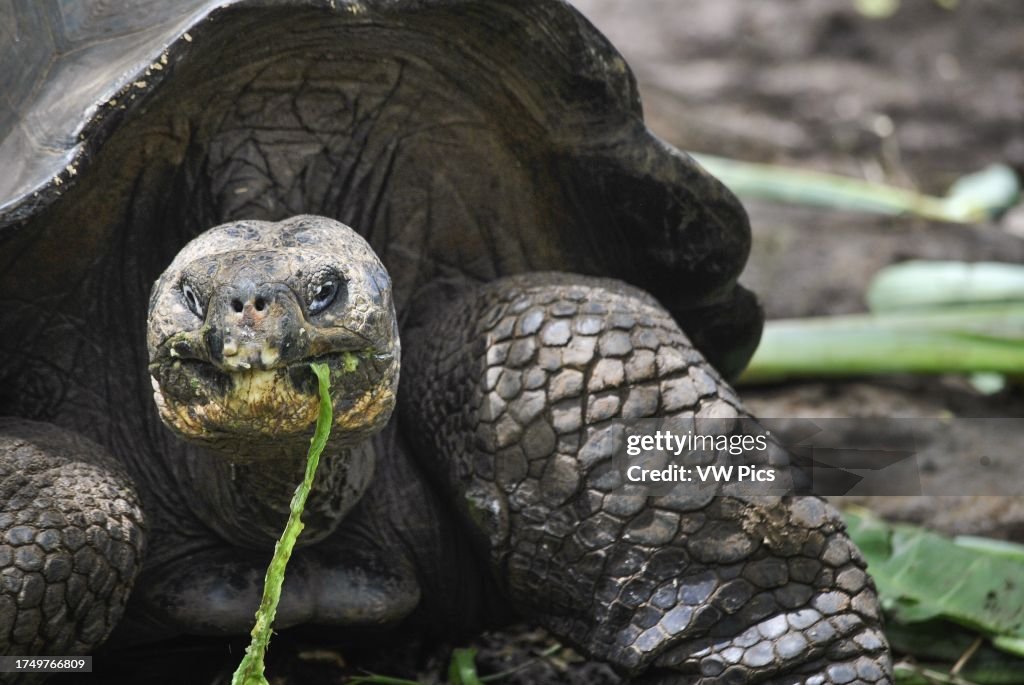 A Galapagos giant tortoise, chelonoidis spp., eating. In back, manzanillo fruits, poison apple. San Cristobal Island. Galapagos Islands, Ecuador