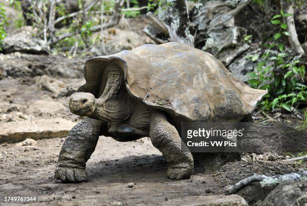 Galapagos giant tortoise, chelonoidis spp., walking. San Cristobal Island. Galapagos Islands, Ecuador.