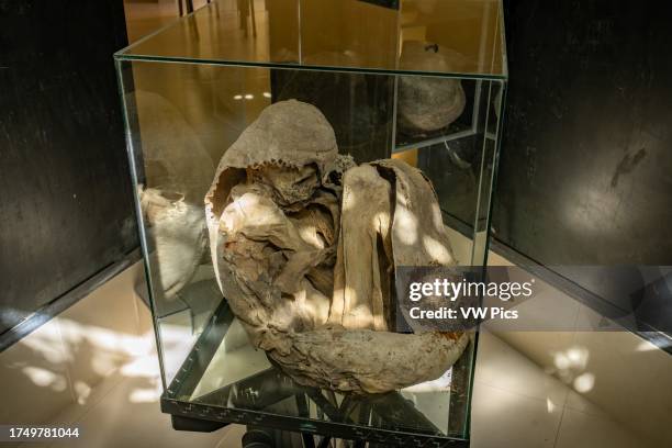 The mummy of an adolescent Inca boy offered as a sacrifice in the Andes Mountains near Calingasta, Argentina.