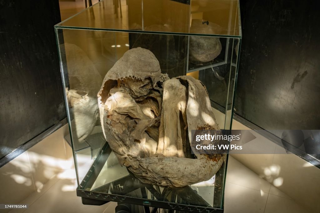 The mummy of an adolescent Inca boy offered as a sacrifice in the Andes Mountains near Calingasta, Argentina