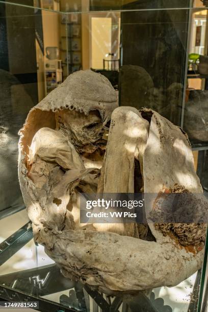 The mummy of an adolescent Inca boy offered as a sacrifice in the Andes Mountains near Calingasta, Argentina.