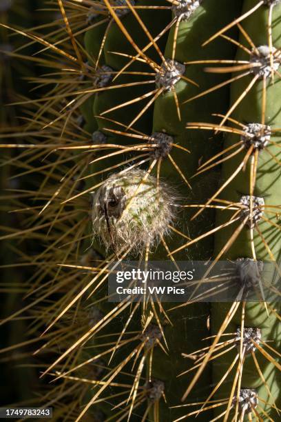 Seed pod on a Cardon grande cactus, Echinopsis terscheckii, in Villa San Agustin Valle Fertil, San Juan Province, Argentina.