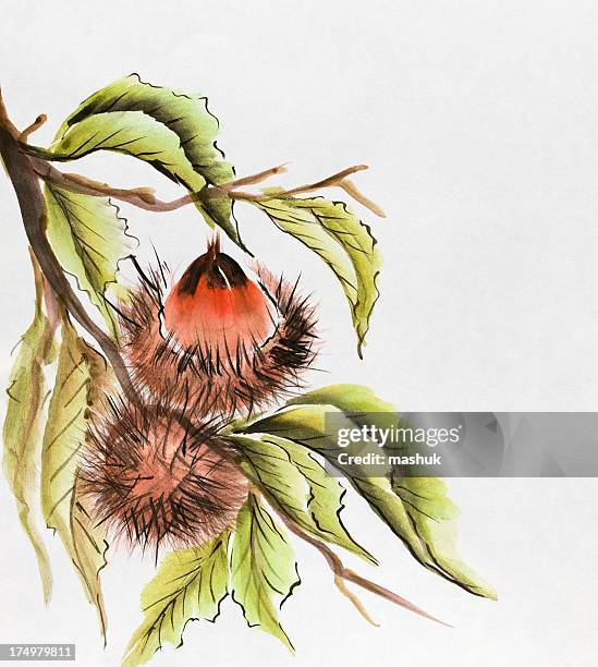 sweet chestnut - chestnut tree stock illustrations